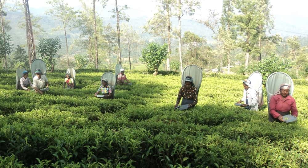 Dispelling Myths on Health and Welfare of plantation workers in Sri Lanka's plantation RPCs