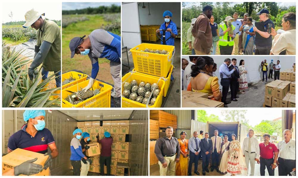 Historic Milestone in Sri Lankan Pineapple Exports to Pakistan