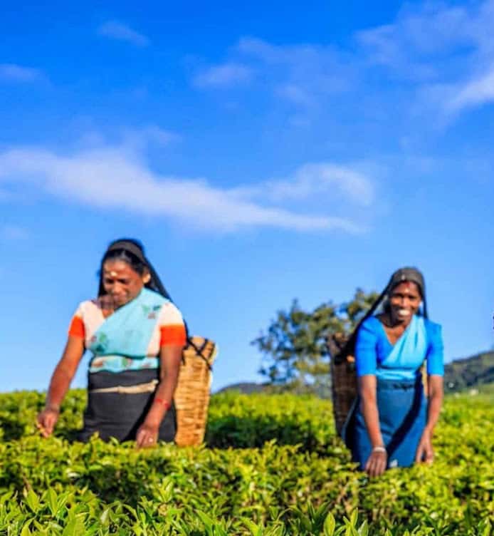 Sri Lanka’s High Grown Tea Output Plunges to 34-Year Low Amid Heavy August Rains