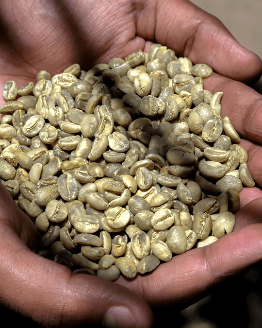 Ground Theory puts Sri Lankan Coffee in the Spotlight