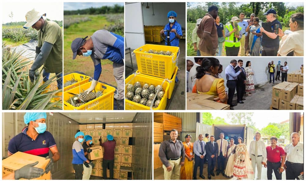 Historic Milestone in Sri Lankan Pineapple Exports to Pakistan