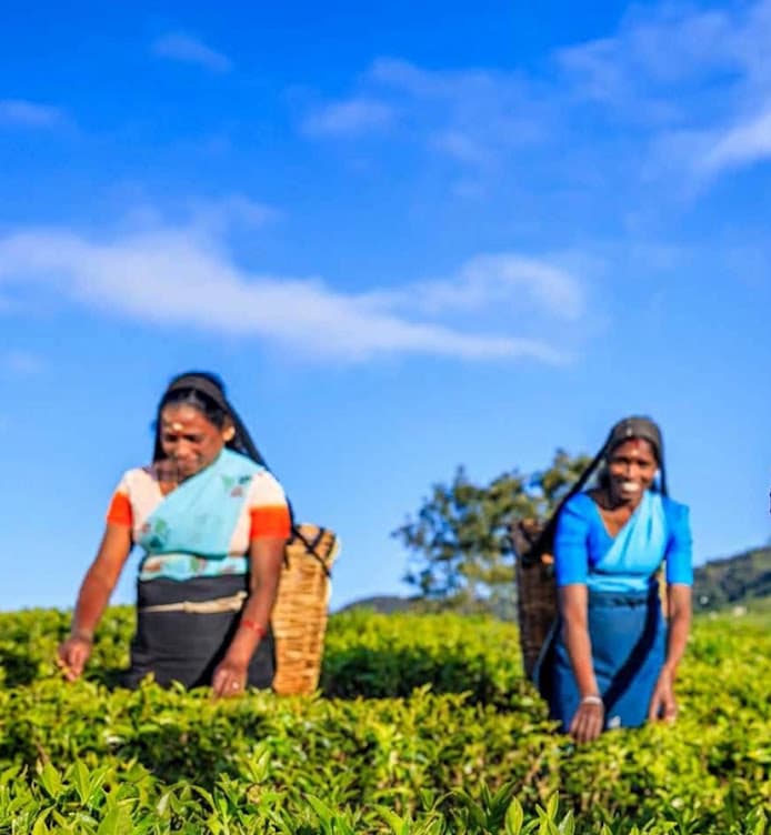 Sri Lanka’s High Grown Tea Output Plunges to 34-Year Low Amid Heavy August Rains